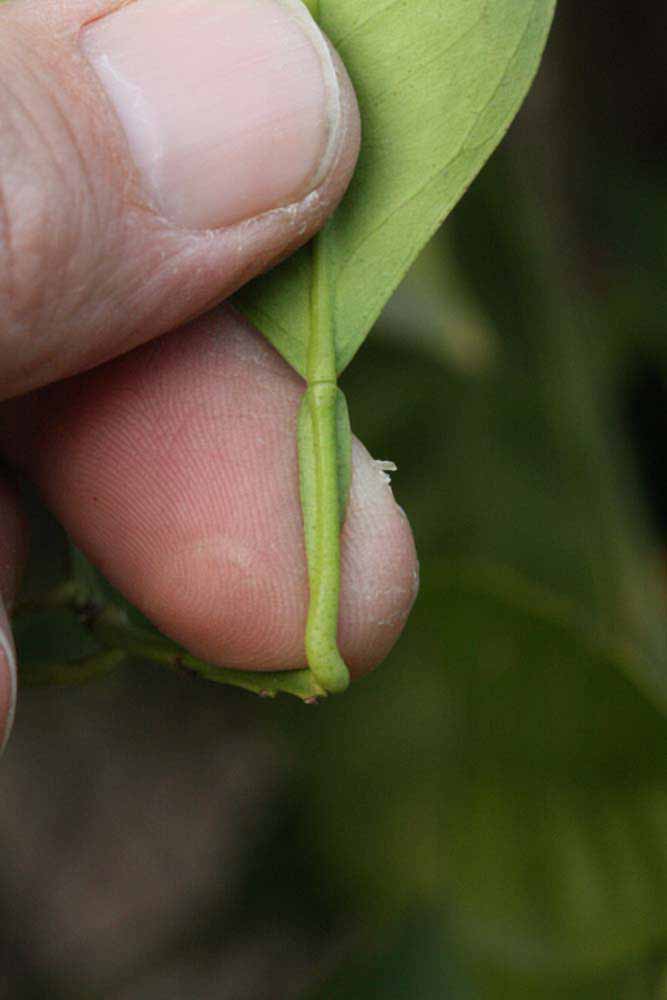              Petiole (Rotuma Island, Riverside, CA)       